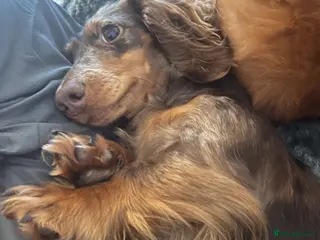 Miniature Dachshund dogs Pedigree Long Haired Mini Dachshund Puppies - Advert 8