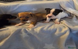 Jack Russell dogs for sale: Stunning miniature Jack Russell Puppies - Image 4