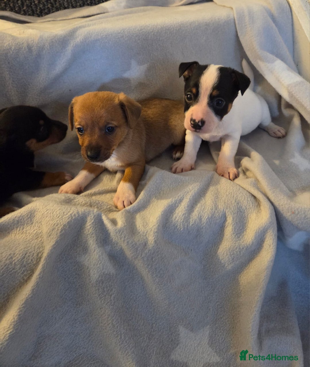 Jack Russell dogs for sale: Stunning miniature Jack Russell Puppies - Image 4