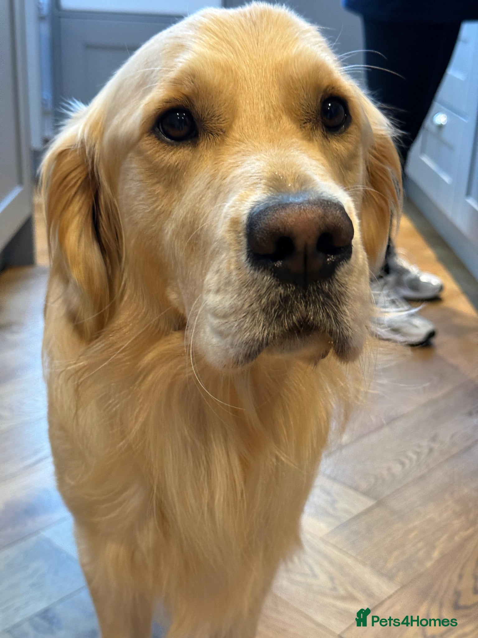 Golden Retriever dogs for sale: KC Registered Health Tested Golden Retriever Pups in Chester - Advert 10