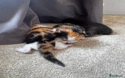British Shorthair cats for sale: Bsh cats kittens  - Image 8