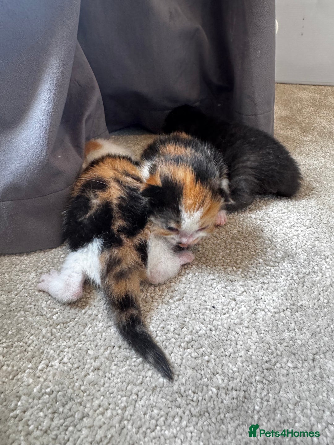 British Shorthair cats for sale: Bsh cats kittens  - Image 8