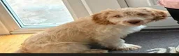 Cockapoo dogs for sale: 4 and half month cockapoo in Bristol - Advert 3