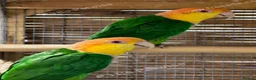 Parrots birds for sale: RARE Pair of Green-Thighed Caiques - Advert 1