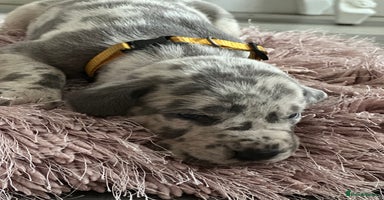 Great Dane dogs - Advert 5