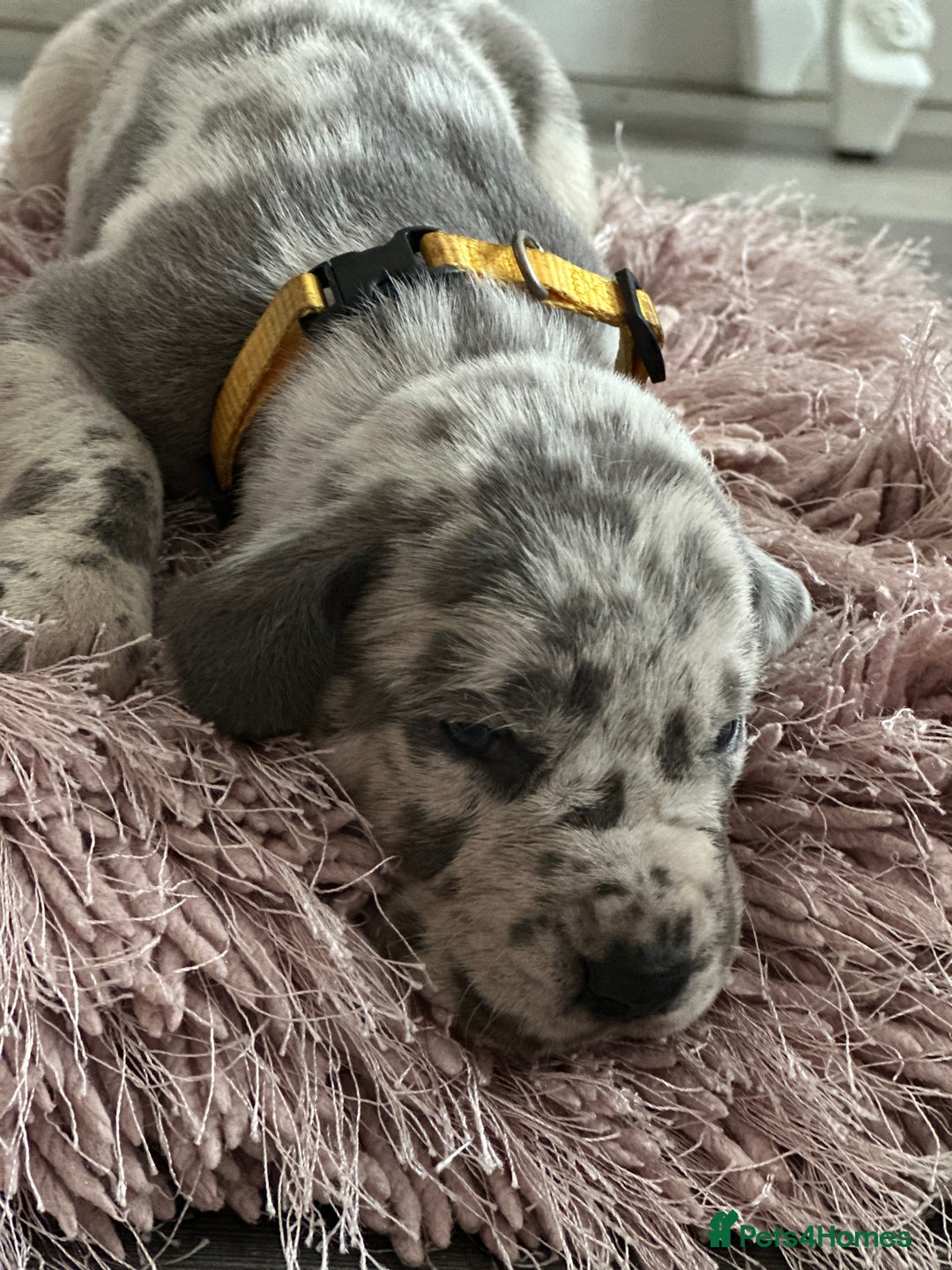 Great Dane dogs for sale: KC registered blue Great Dane puppies - Image 3