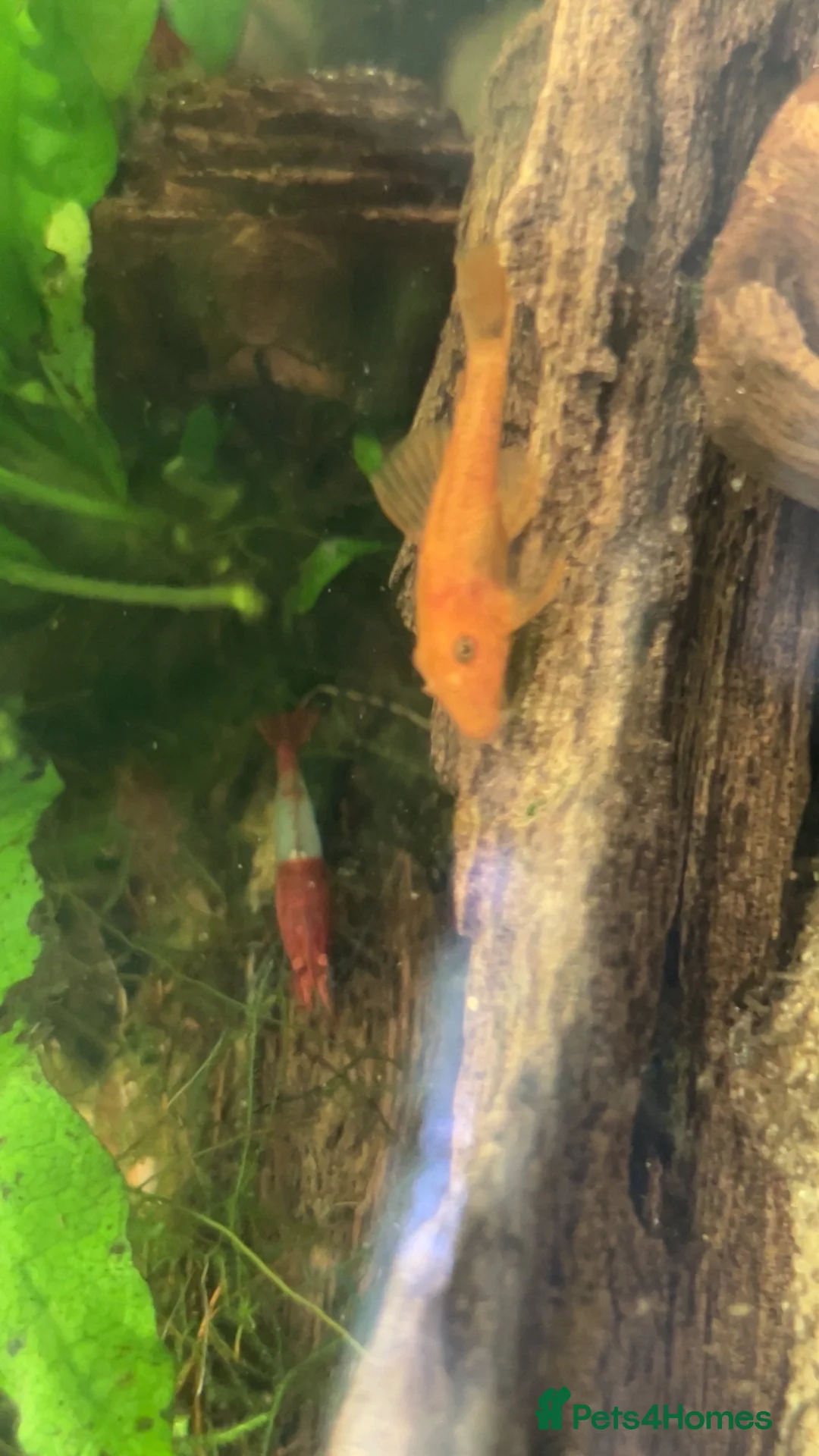 Shrimps fish for sale: Red rilli shrimp - Advert 2