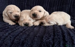 Golden Retriever dogs for sale: Health tested golden retrievers 🐶 - Image 2
