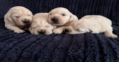 Golden Retriever dogs - Advert 1
