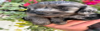 Cockapoo 1
