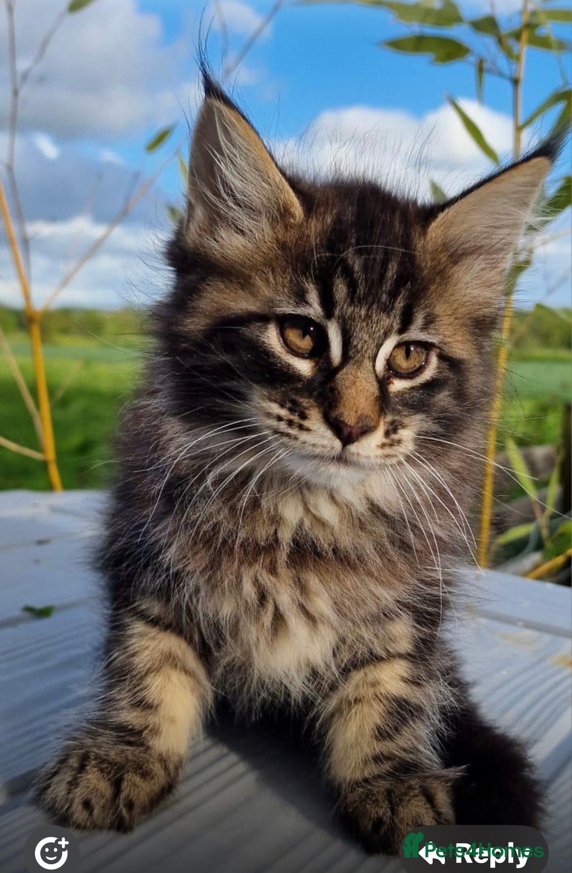 Maine Coon cats Stunning pedigree long coated male Mainecoon's  - Advert 7