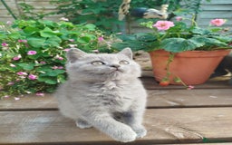 British Shorthair cats for sale: Beautiful kittens  - Image 9