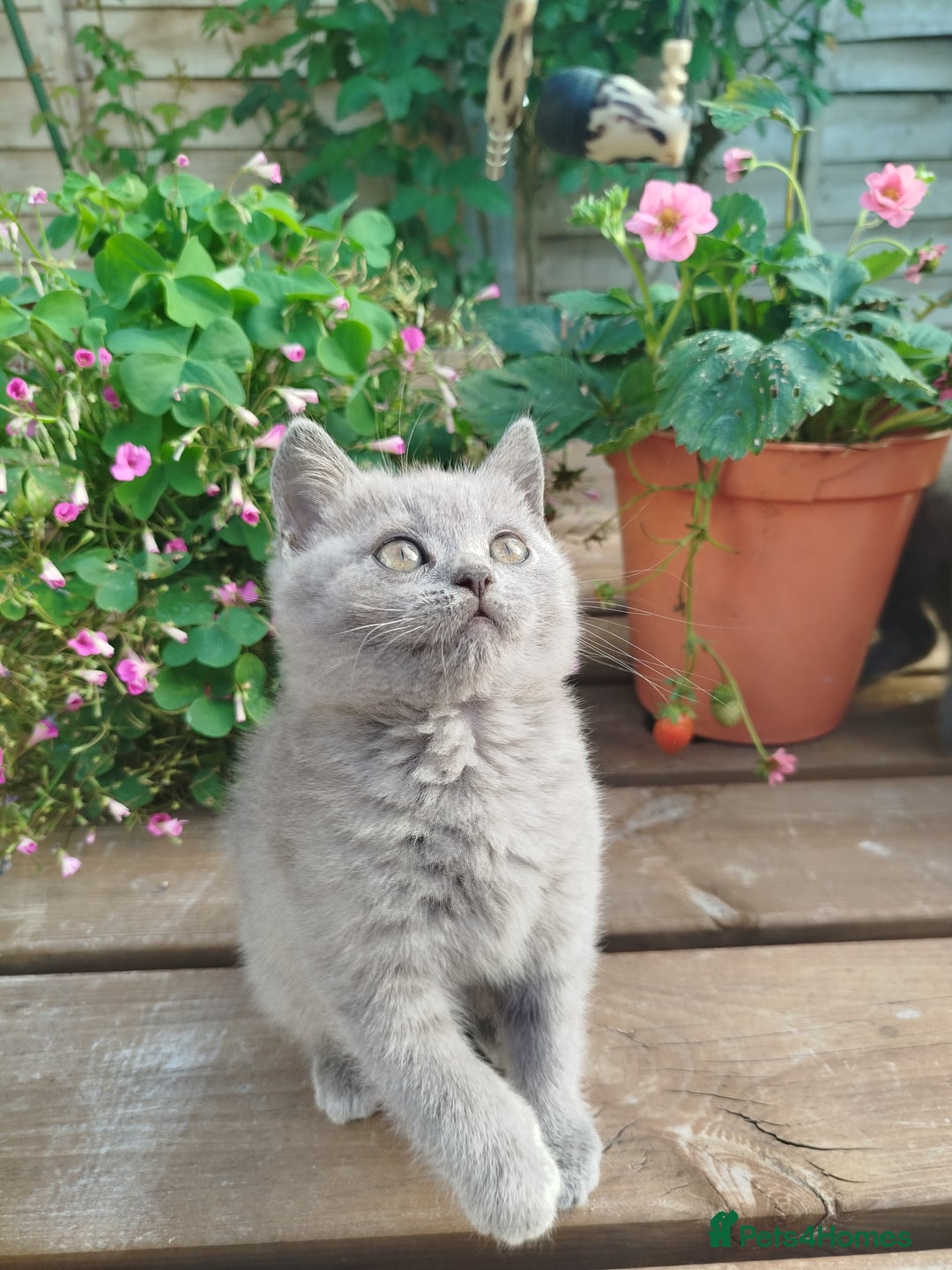 British Shorthair cats for sale: Beautiful kittens  - Image 9