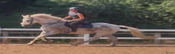 Irish Cob horses for sale: Clover – Connie/TB – quality classy all rounder - Advert 5