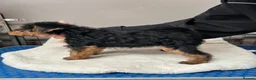 Welsh Terrier dogs for sale: Female KC Reg PLL Clear Welsh Terrier Puppy - Advert 4