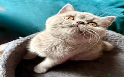 British Shorthair cats for sale: Adorable GCCF British Shorthair Kittens  - Image 4