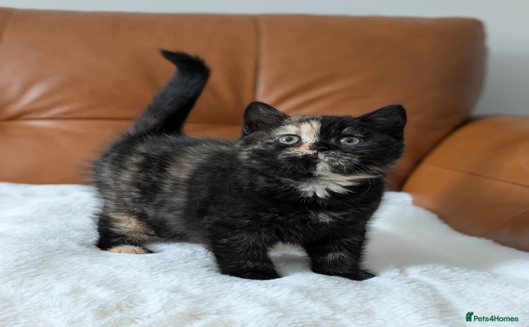 British Shorthair cats - Advert 7