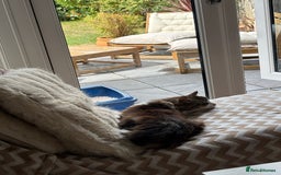 Norwegian Forest Cat cats for sale: Summer - Image 3