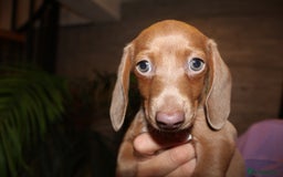 Miniature Dachshund dogs for sale: Miniature Dachshund Puppies READY TO LEAVE! - Image 13