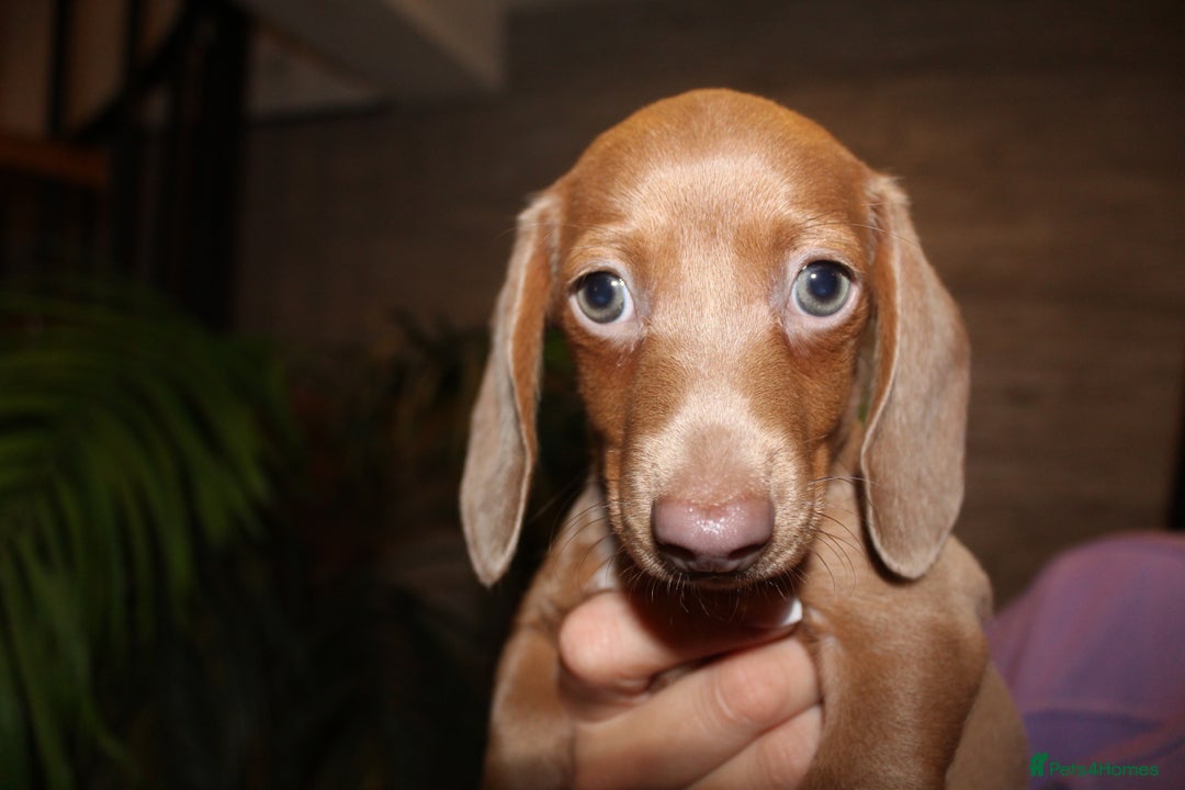 Miniature Dachshund dogs for sale: Miniature Dachshund Puppies READY TO LEAVE! - Image 13