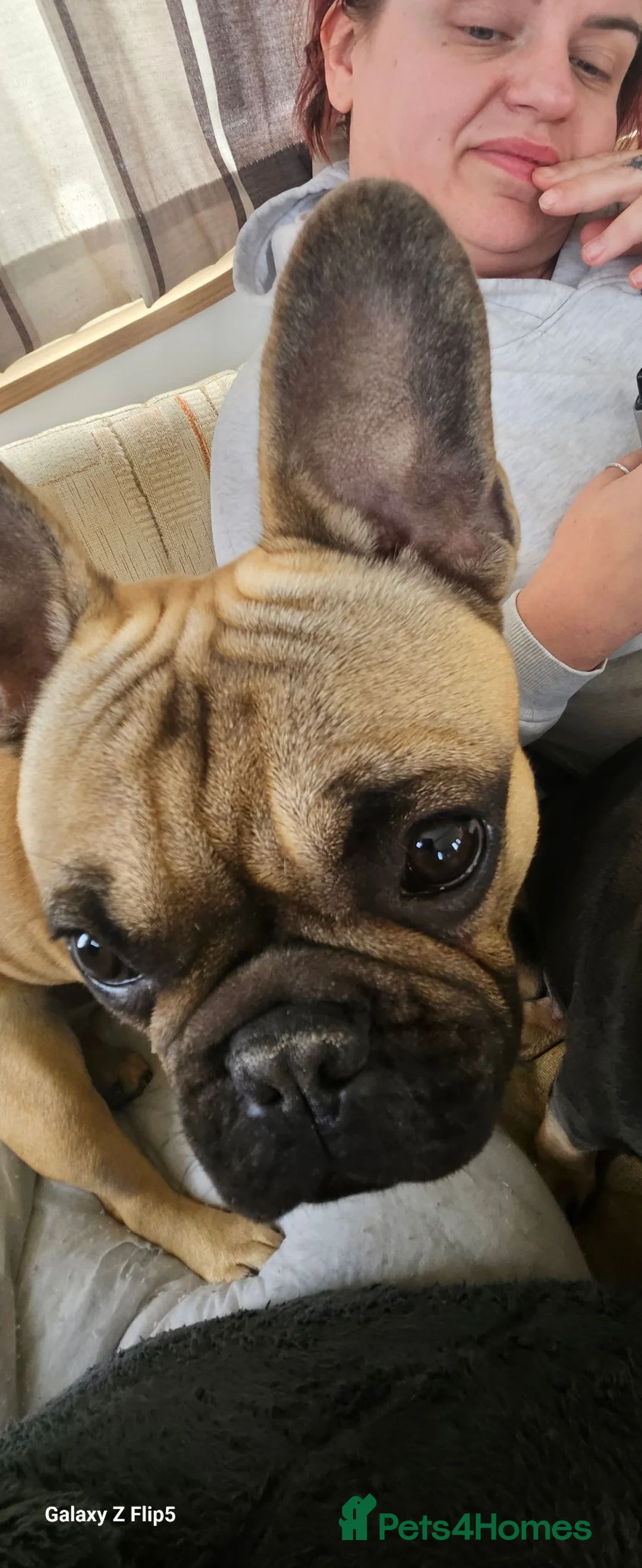 French Bulldog dogs for stud: 🐕🐕 RONNIE FOR STUD 🐶🐶  - Advert 8
