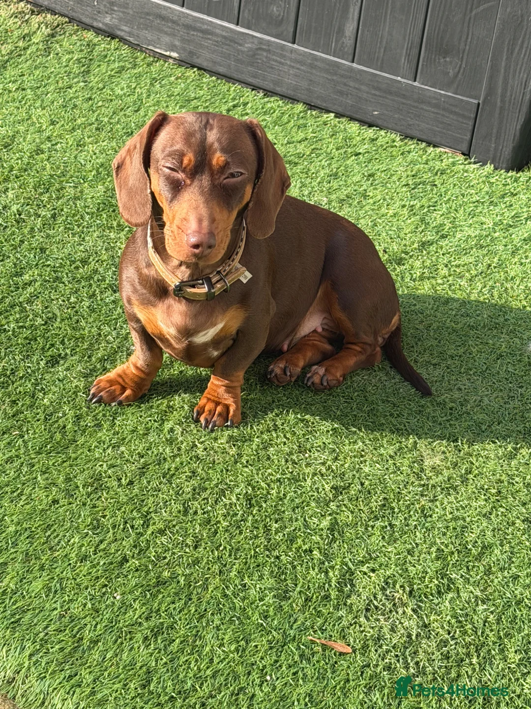 Miniature Dachshund dogs for sale: BEAUTIFUL MINI DACHSHUNDS  - Advert 2