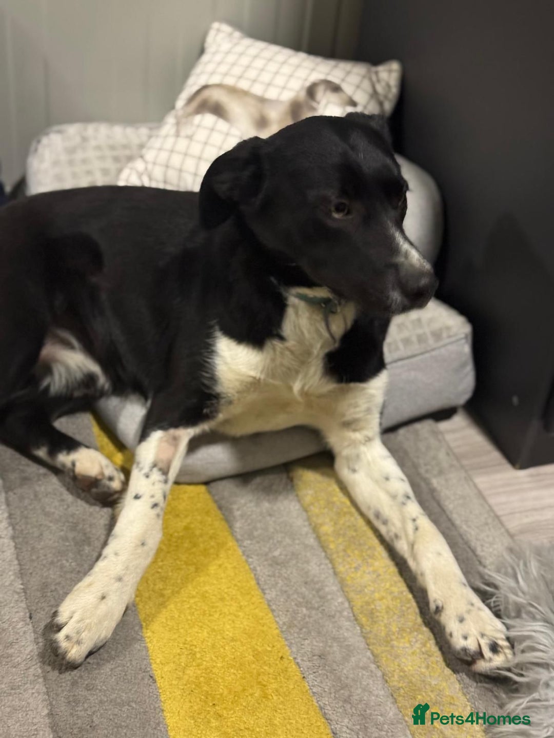 Mixed Breed dogs for adoption: Gorgeous Maylo looking for love - Advert 10