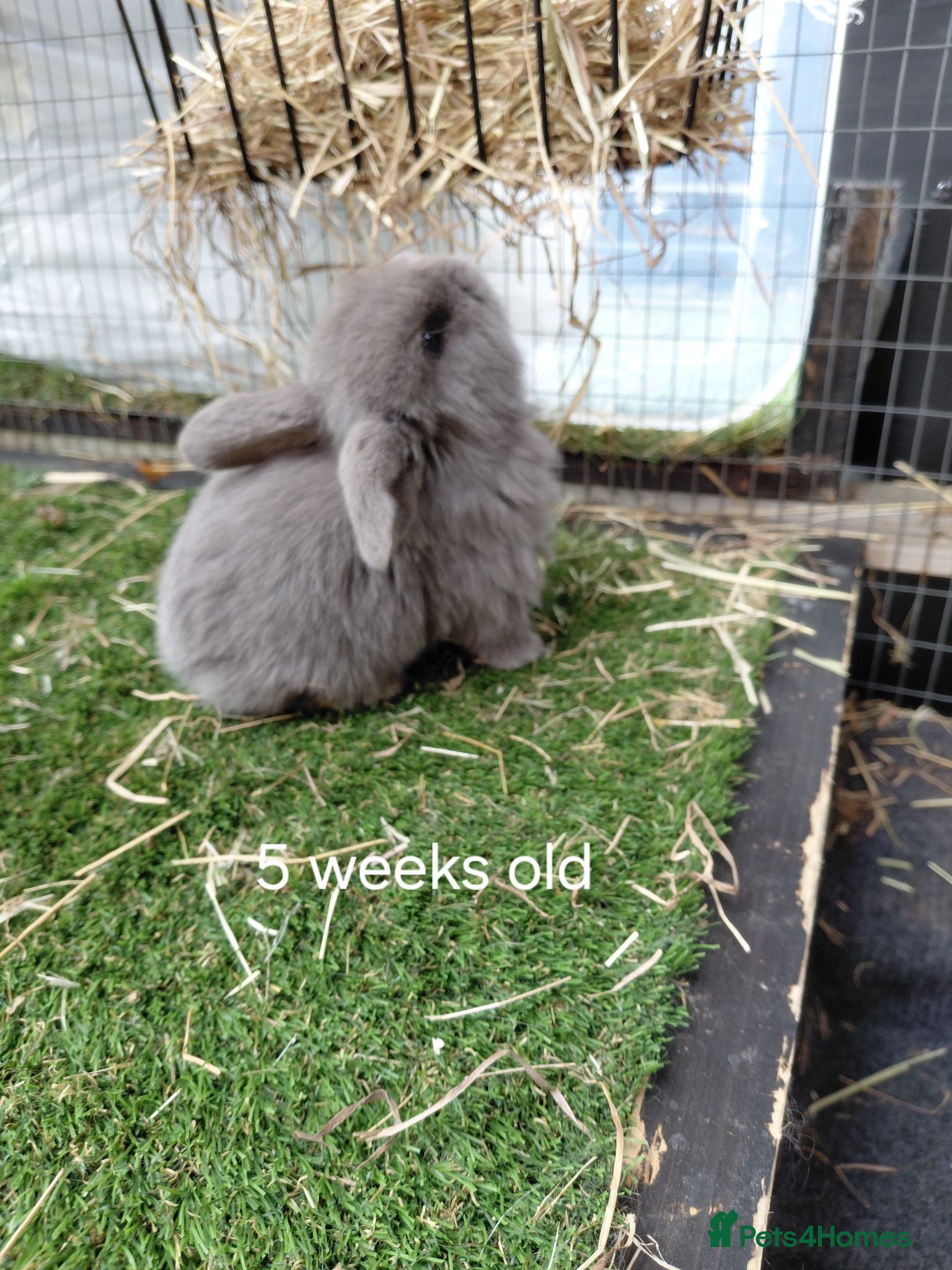 Mini Lop rabbits Vaccinated x tiny mini lops  - Advert 2