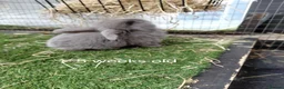 Mini Lop rabbits for sale: Vaccinated x tiny mini lops  - Advert 1