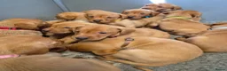 Labrador Retriever dogs for sale: Beautiful KC Fox Red Labrador Puppies  - Advert 3