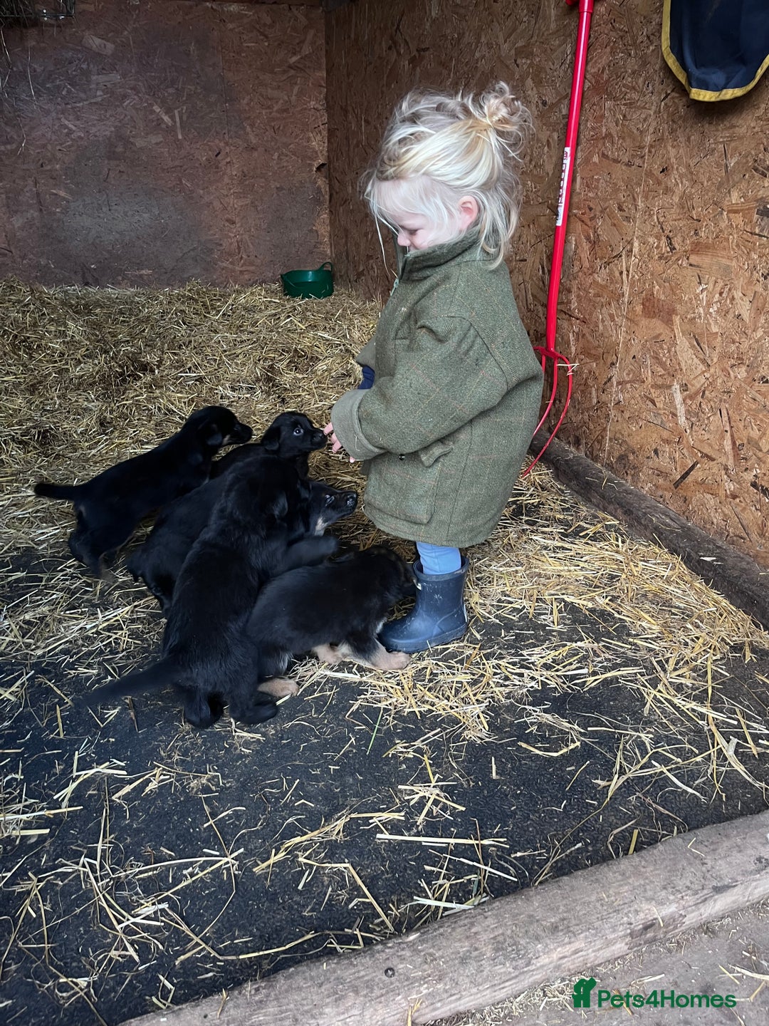 Labrador Retriever dogs for sale: Last incredible little girl  - Advert 14