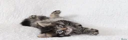 Mixed Breed cats for sale: Meet Our Beautiful Kittens! 🐾 - Advert 3