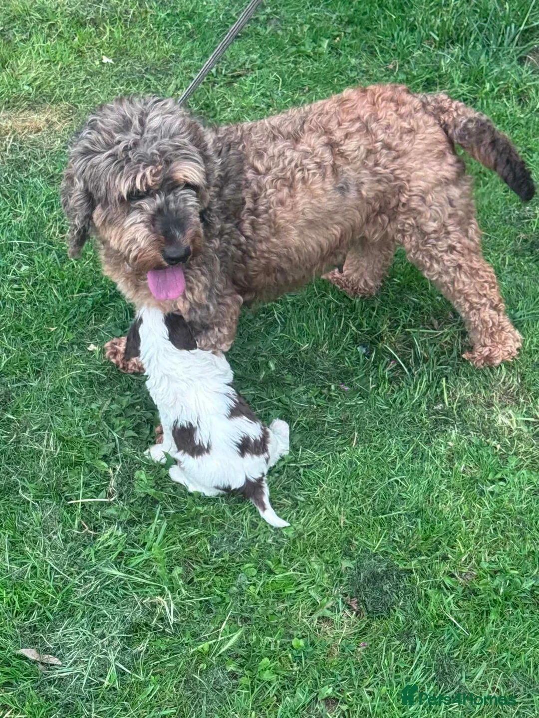 Cockapoo dogs for sale: F2 cockerpoos puppies ready for new homes  - Advert 5