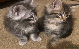 Maine Coon cats for sale: Ready 22.11.2025 - Advert 7