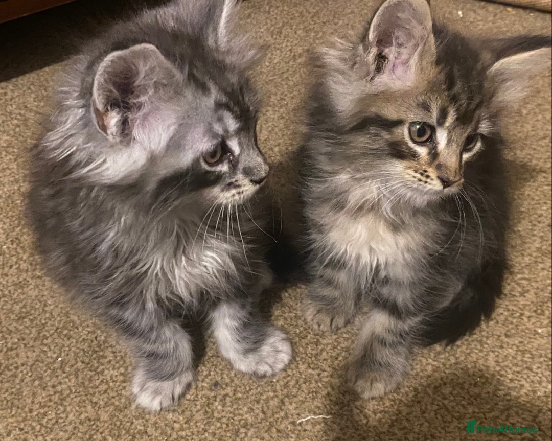 Maine Coon cats for sale: Ready 22.11.2025 - Advert 7
