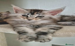 Maine Coon cats for sale: Last  full Maine coone girl . - Image 4