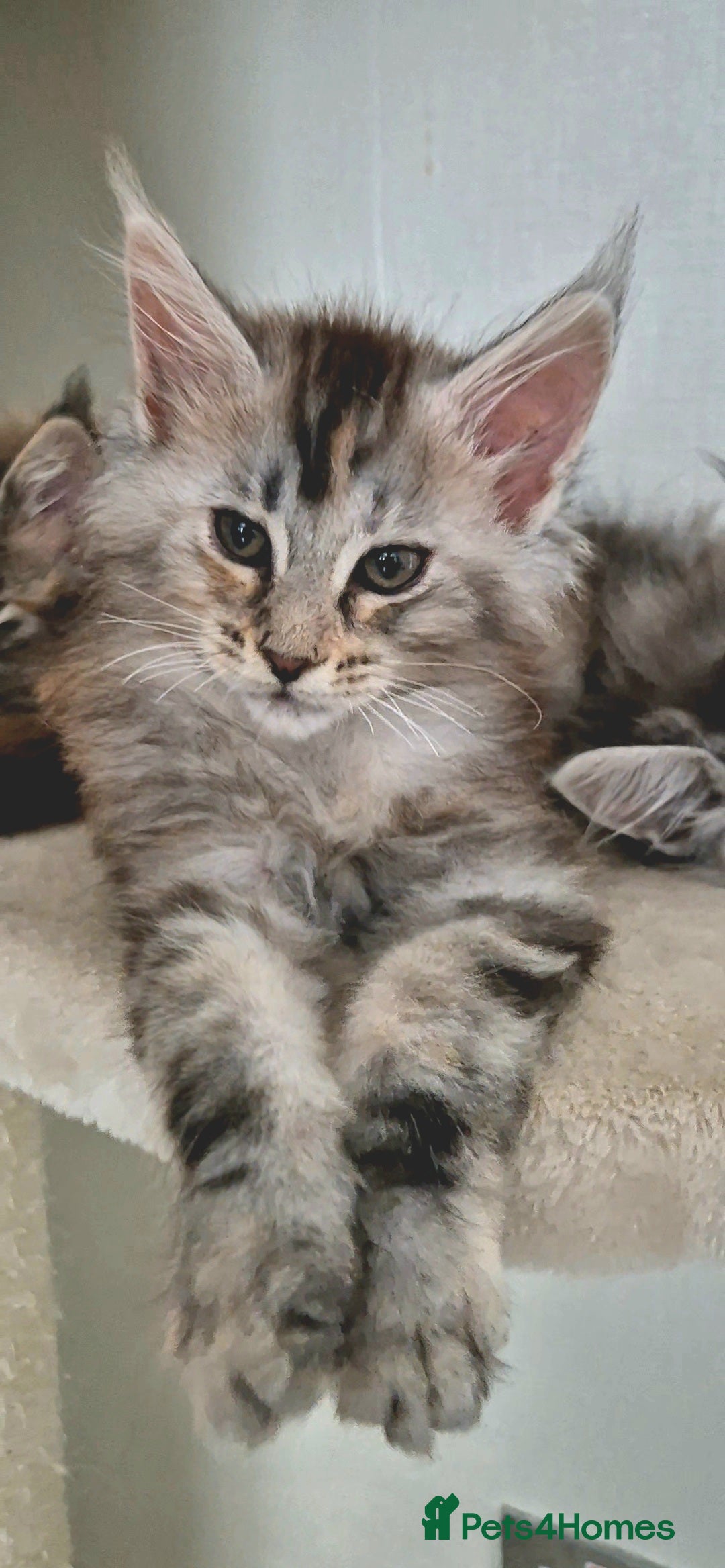 Maine Coon cats for sale: Last  full Maine coone girl . - Image 4
