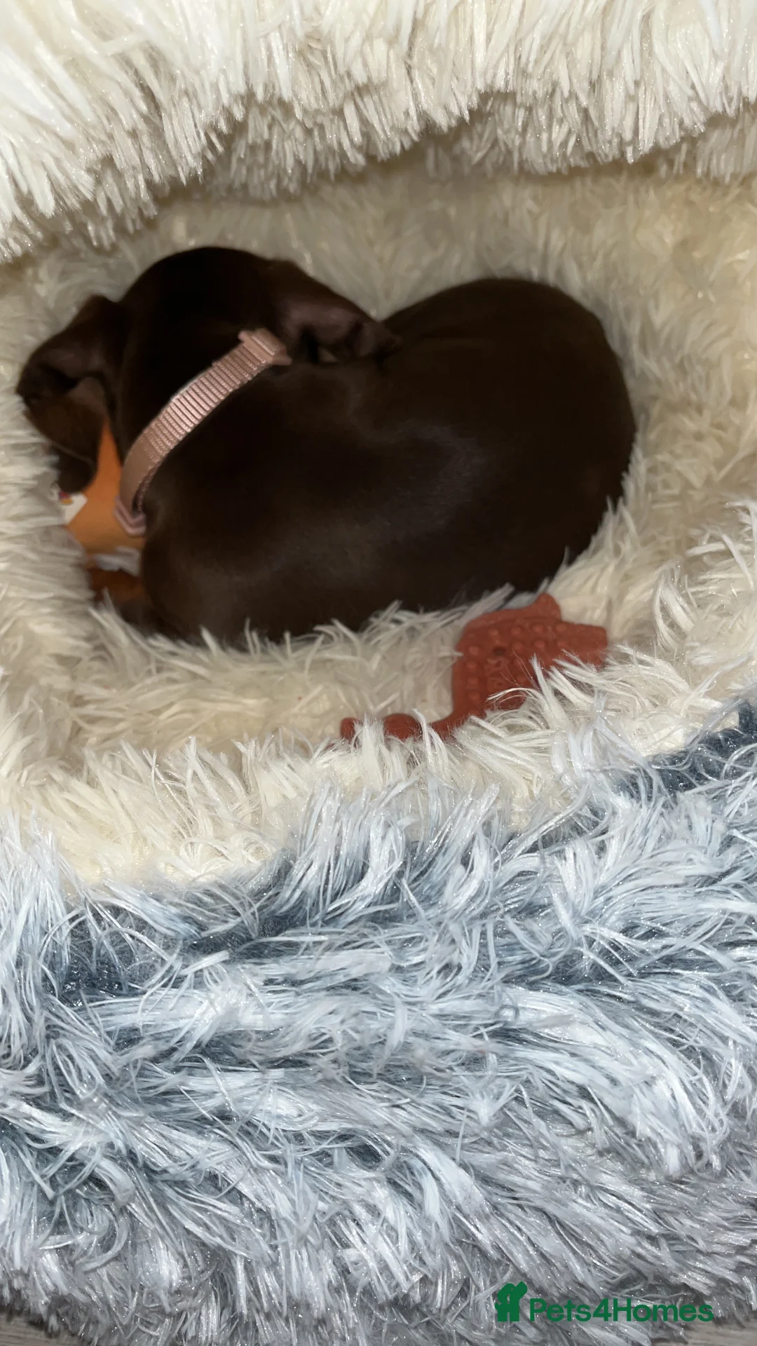 Miniature Dachshund dogs for sale: Miniature dachshund  in Birmingham - Advert 6