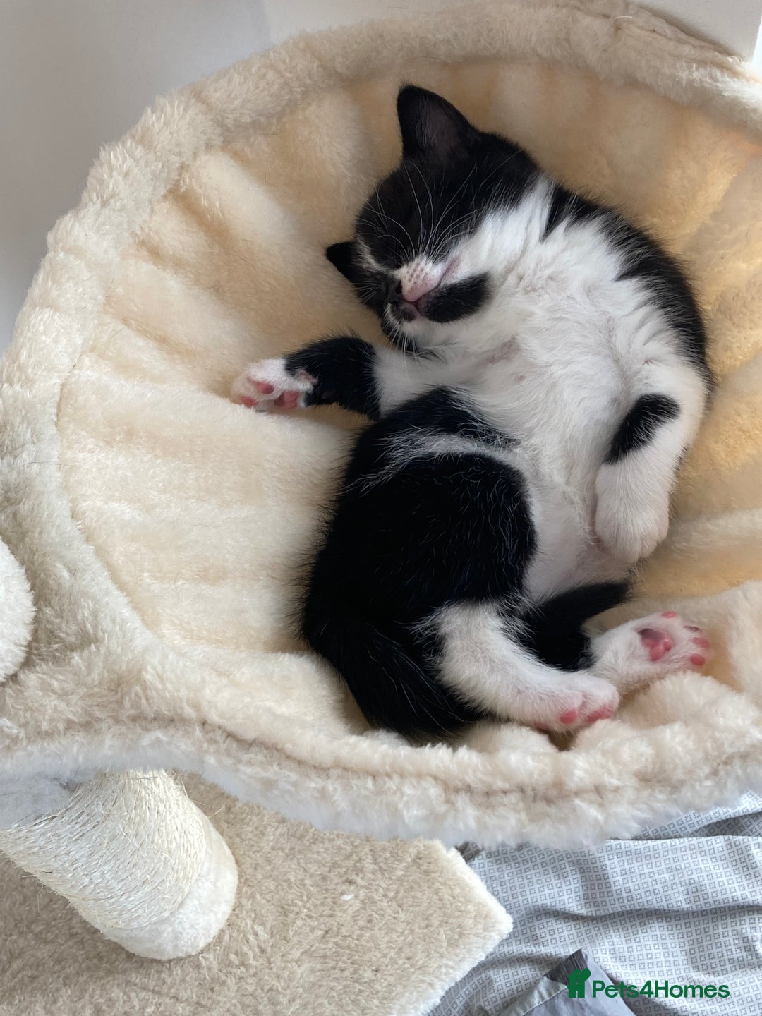British Shorthair cats for sale: Beautiful British Shorthair Kitten Male  - Image 10