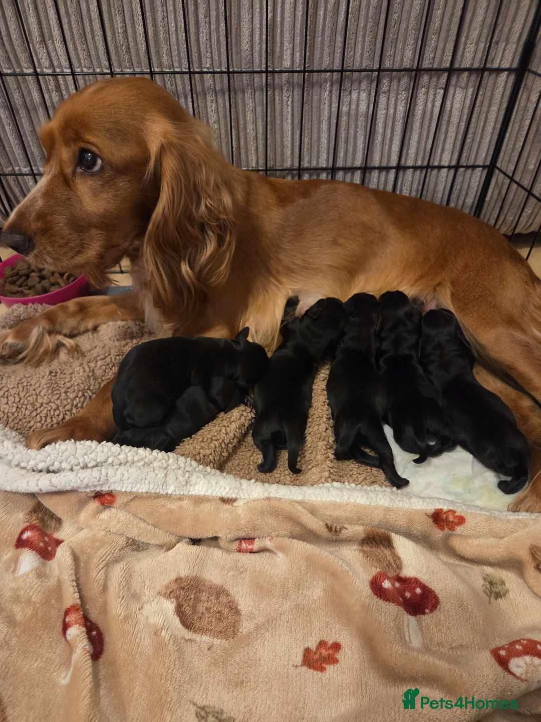 Mixed Breed dogs for sale: READY TO LEAVE Cocker Spaniel x Mini Dachshund - Advert 2