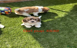 Cava Tzu dogs for sale: Stunning litter of Cava-Tzu pups - Image 2