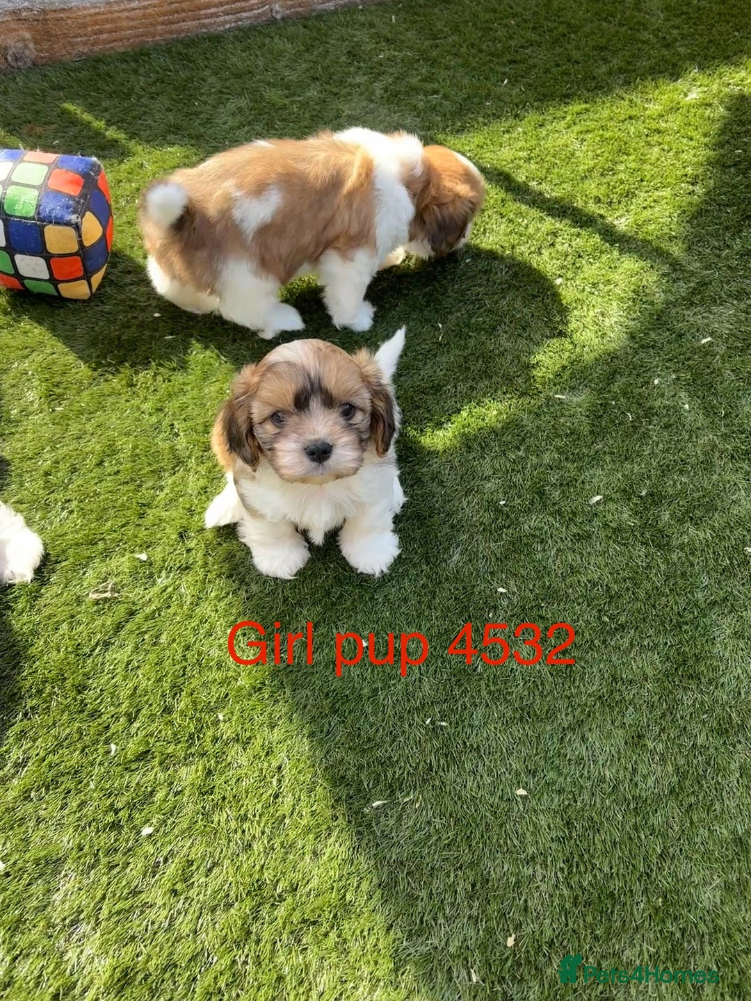 Cava Tzu dogs for sale: Stunning litter of Cava-Tzu pups - Image 2