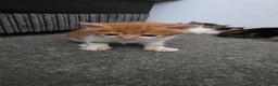 Domestic Shorthair cats for sale: 5 beautiful kittens - Advert 12