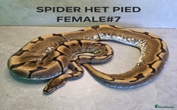 Python Snake reptiles for sale: Royal pythons - Image 3