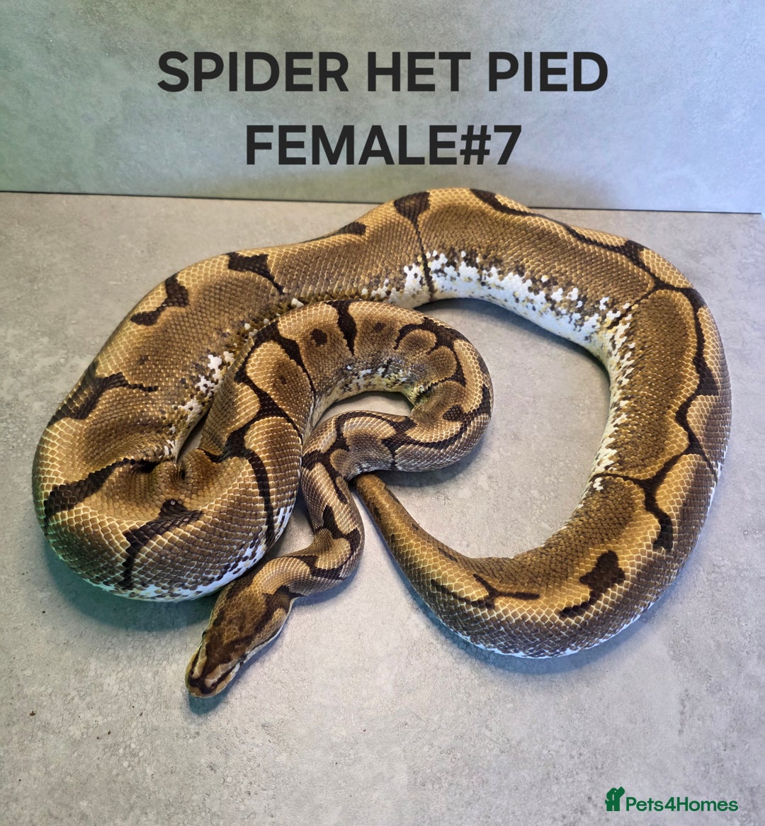 Python Snake reptiles for sale: Royal pythons - Image 3