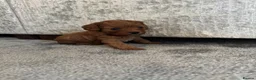 Cavalier King Charles Spaniel dogs for sale: Premium Ruby Cavalier King Charles Spaniel Puppies - Advert 9