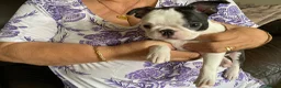 Boston Terrier dogs for sale: Beautiful champion line, 5th gen of my puppies - Advert 3