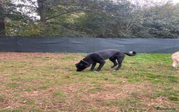 Mixed Breed dogs for adoption: Meet BLUE !  A Labrador-mix Boy for a Loving Home - Image 33
