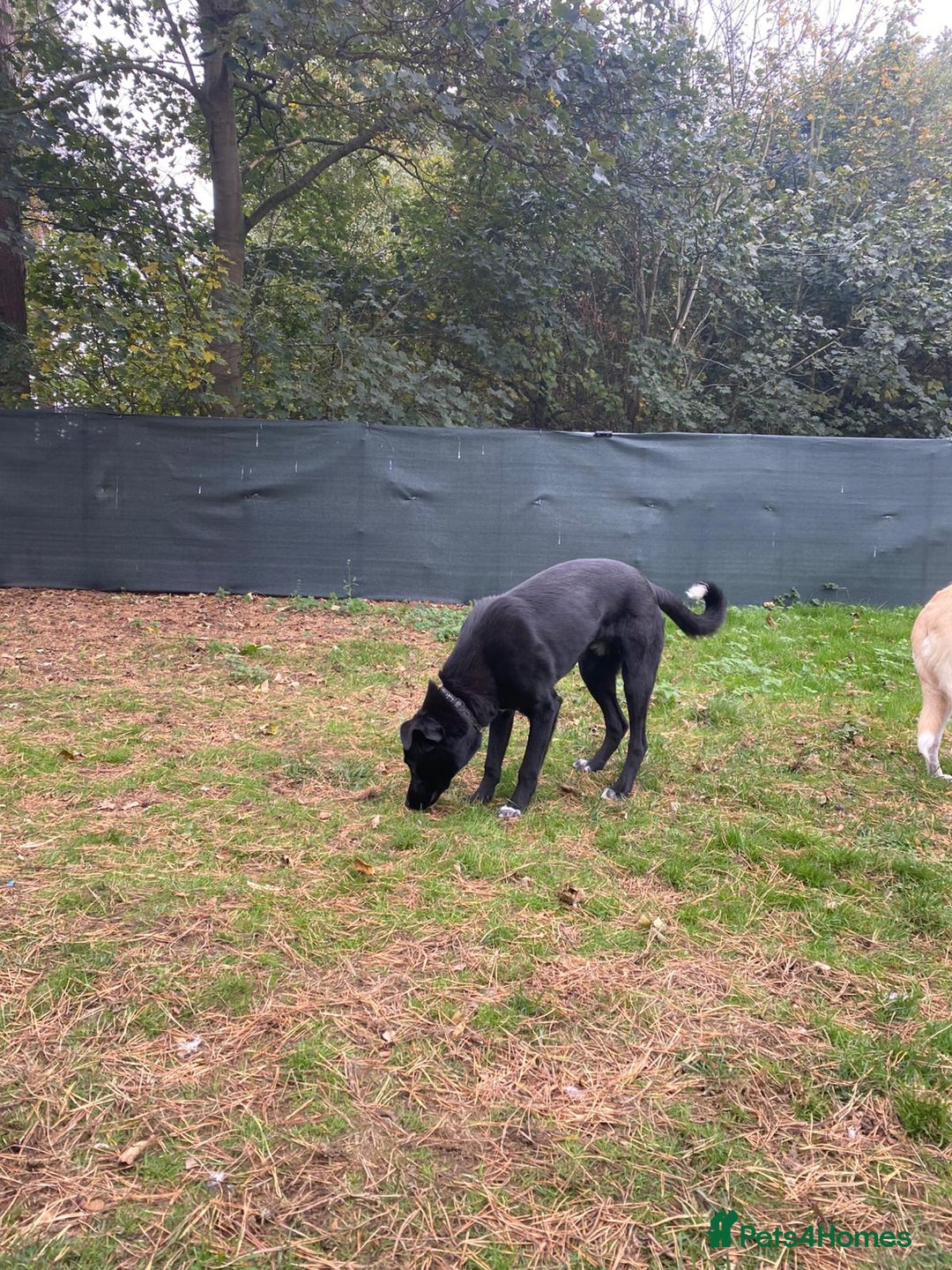 Mixed Breed dogs for adoption: Meet BLUE !  A Labrador-mix Boy for a Loving Home - Advert 33