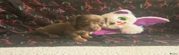 Dachshund dogs for sale: Last little legend extra mini Dachshund boy puppy - Advert 11